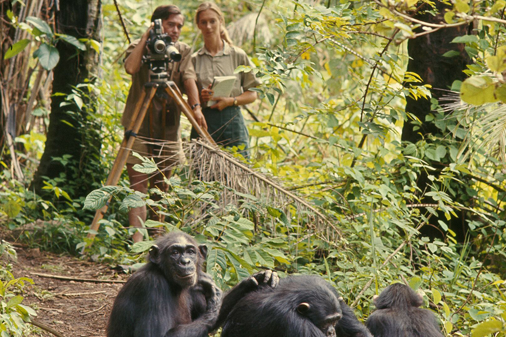 Jane Goodall National Geographic