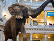 Smithsonian Reopenings