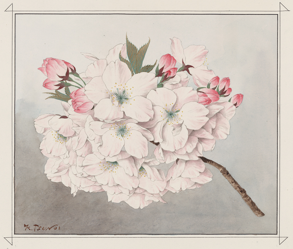 Japanese Culture Week: Exploring Cherry Blossom Varieties