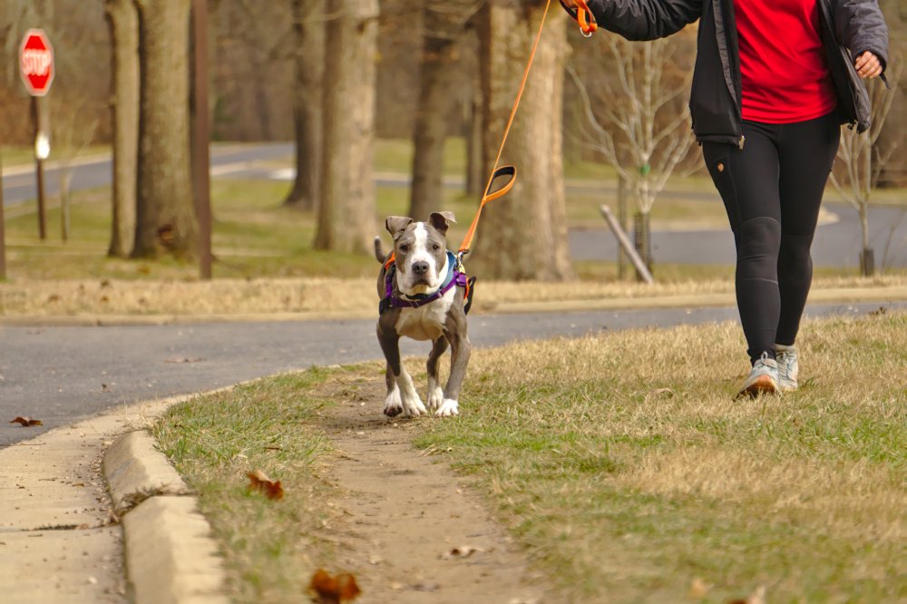 Dog Bike Leash - WalkyDog Biking Leash - That Mutt