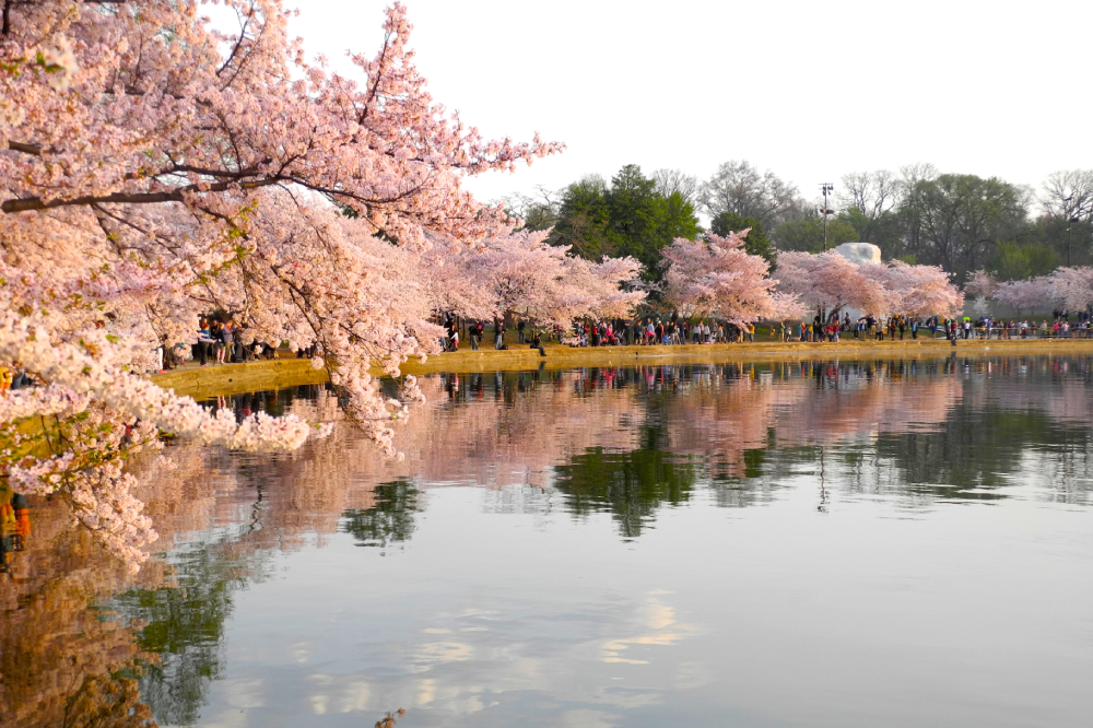 Why Go To D.C.? The Most Stunning Cherry Blossoms Are Right In NJ