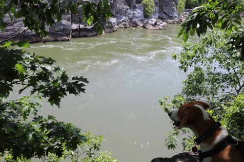 Stella the dog looks out over the Potomac.