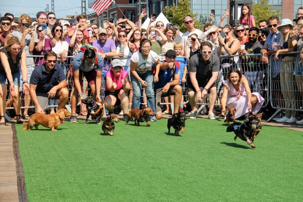 Small dogs participate in dog race at The Wharf.