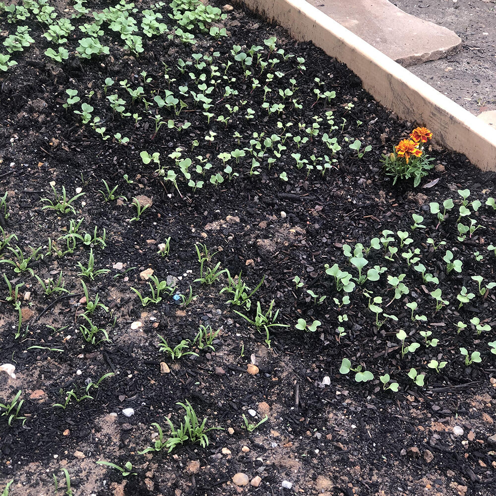 Gardening by Sense's Erin Derosa. Gardening by Sense's Erin Derosa.